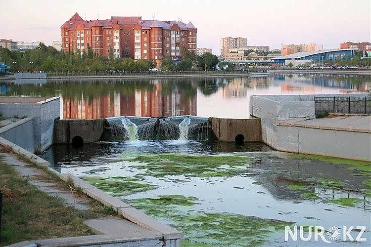 фото Город болот: в Астане случилось нашествие лягушек