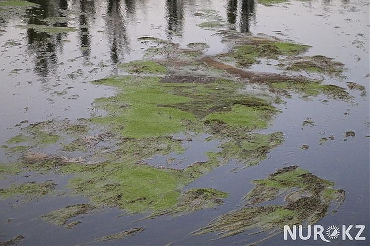 фото Город болот: в Астане случилось нашествие лягушек