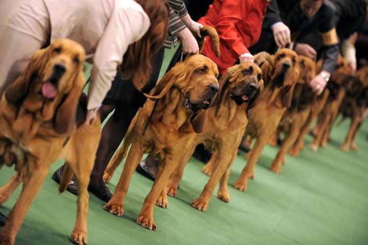 фото Выставка собак «Dog Show»